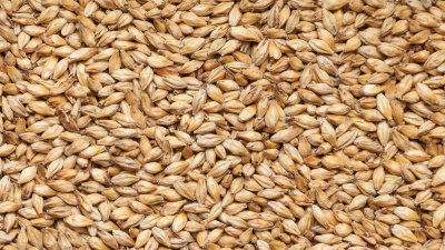solod